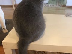 -Cappucimeow猫咪咖啡馆(韦伯时代店)
