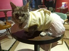 -猫色咖啡·猫咖