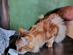 -猫猫幼稚园·撸猫·桌游·电玩