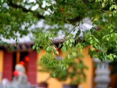 -龙华寺