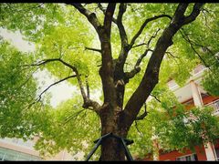 -华东师范大学第二附属中学(张江校区)