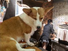 -more than meow吴止猫主题餐厅(承德 中船汇店)