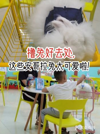 撸兔好去处,这些安哥拉兔太可爱啦!