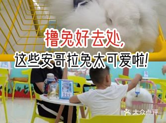 撸兔好去处，这些安哥拉兔太可爱啦！