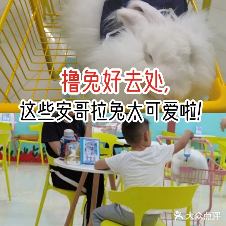 撸兔好去处，这些安哥拉兔太可爱啦！