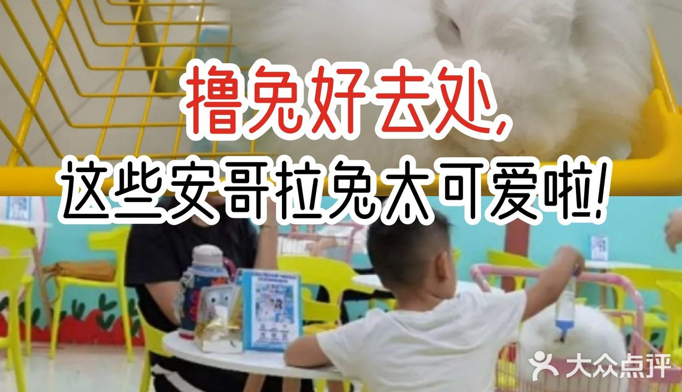 撸兔好去处,这些安哥拉兔太可爱啦!