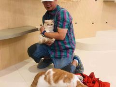 -飞行喵MR PILOT|猫舍·猫咖(静安大融城店)