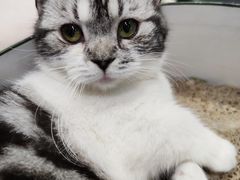 -藏猫猫咖啡主题馆(中央大道店)