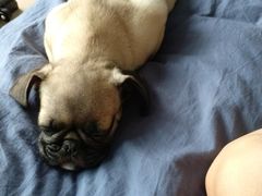 -瑞派·关忠动物医院·异宠专科·犬猫肿瘤·皮肤专科(望京店)