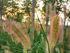 -天津东丽湖风景区