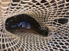-抚仙湖生态石锅鱼野生菌(告庄店)
