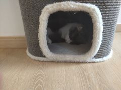 -猫腻·猫咖·撸猫馆(星光大道店)