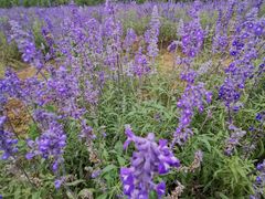 -紫颐香薰山谷景区