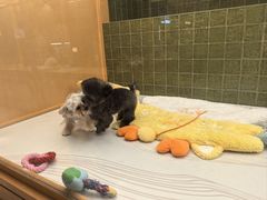 -帕帕拉兹宠物(亚洲旗舰店)