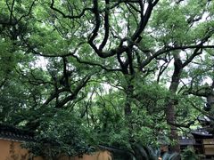 -普陀山风景名胜区-法雨禅寺