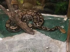 -上海大自然野生昆虫馆(东方明珠·爬宠昆虫探索中心)