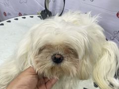 -伟伟宠物医院·CT影像中心·瑞派犬猫综合性门诊(汉口总院)
