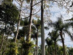 -深圳仙湖植物园