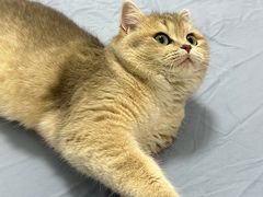 -pd派德宠物中心医院24H急重症·眼科中心·血液透析中心(嵩山北路店)