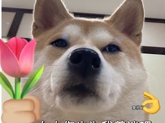 -逗柴咖啡屋·狗咖猫咖宠物桌游