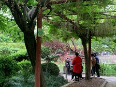-嘉定紫藤园