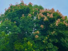 -眉山湿地公园(东坡区)