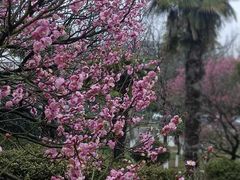 -南京古林公园