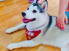 -Husky Go! 哈士奇体验馆·宠物咖啡厅狗咖