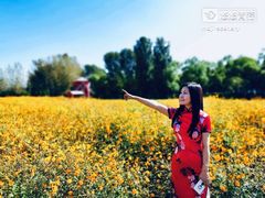 -北京东方普罗旺斯薰衣草庄园