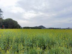 -光明小镇欢乐田园