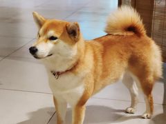 -柴务处·柴犬主题狗咖