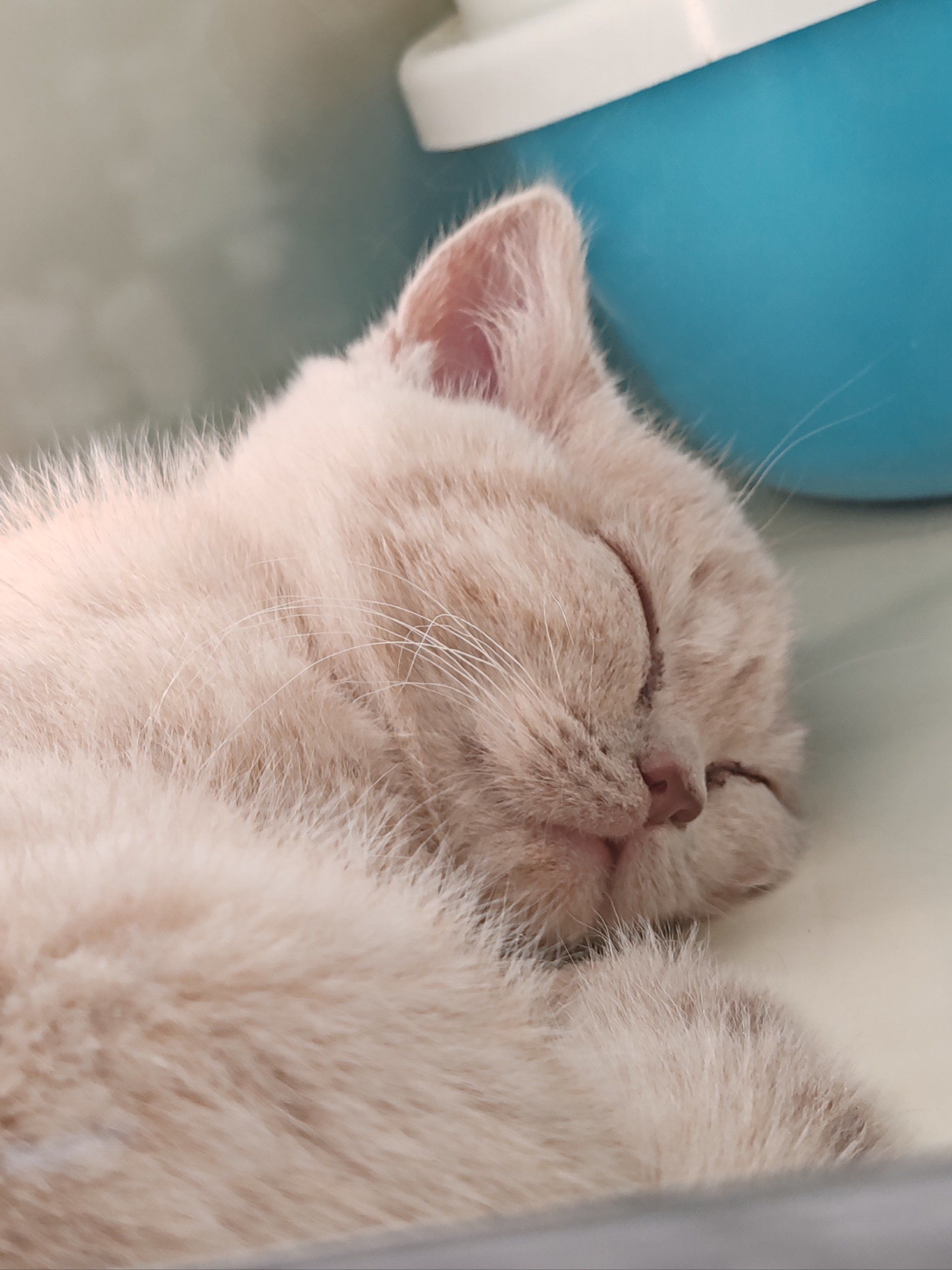 放松喵～心情也融化