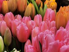 -秦美花卉(天朗·莱茵小城2期店)