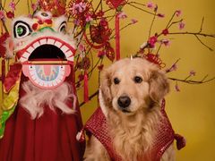 -超宠爱宠物摄影-Super pet