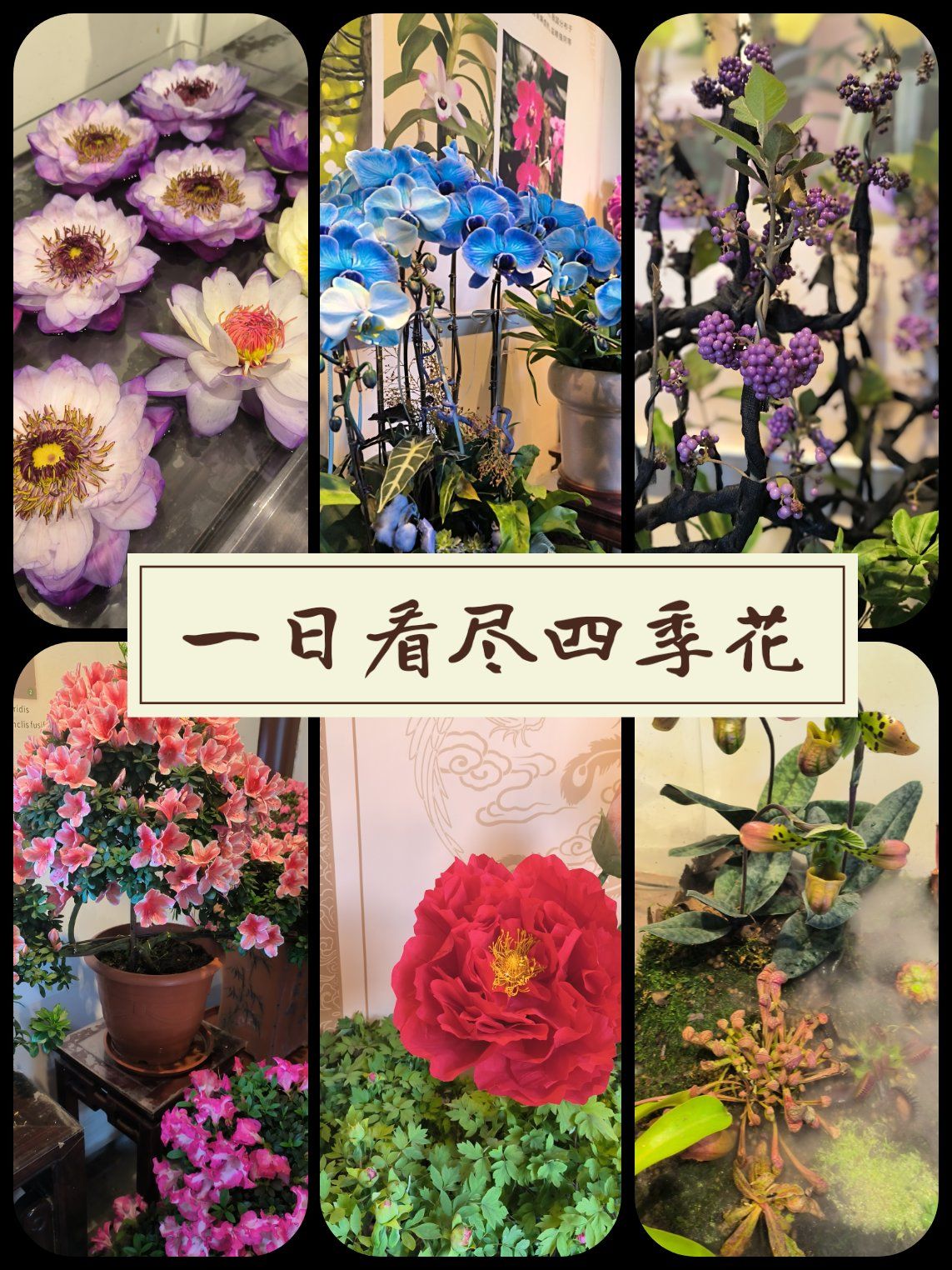 四季花卉同框!神仙打卡地!
