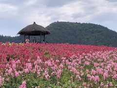 -径山花海