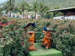 -亚龙湾国际玫瑰谷