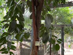 -呀路古热带植物园