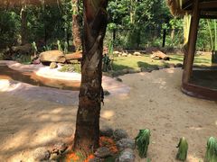 -海南热带野生动植物园