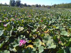 -羊亭河湿地公园