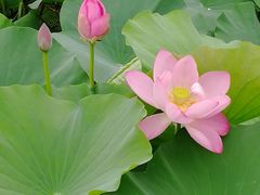 -荷塘月色湿地公园·向阳花洲