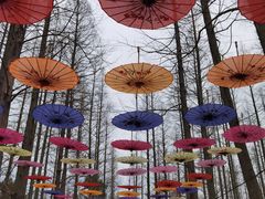 -东平国家森林公园