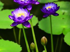 -国家植物园南园