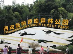 -西双版纳原始森林公园