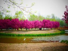 -东郊湿地公园