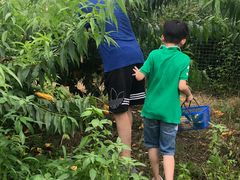 -南汇新场正宗水蜜桃采摘