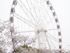 -顾村公园
