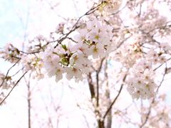 -顾村公园