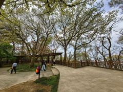 -紫金山山顶公园