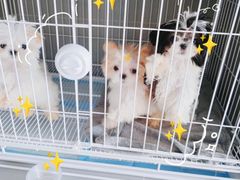 -翊宠yipet猫狗购宠庄园犬舍•猫舍